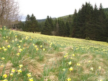 Prs couverts de jonquilles vers Grardmer